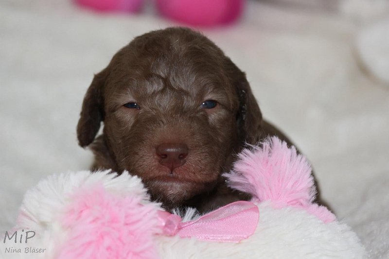 2011-05-15 Puppies Candy & Svet (16).jpg